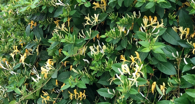 Lonicera japonica, Honeysuckle